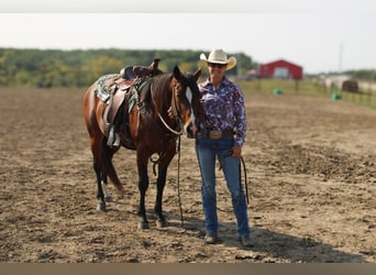 American Quarter Horse, Wallach, 6 Jahre, Rotbrauner