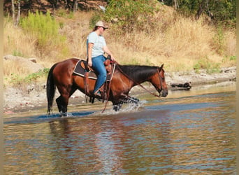 American Quarter Horse, Wallach, 6 Jahre, Rotbrauner