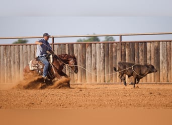 American Quarter Horse, Wallach, 6 Jahre, Rotfuchs