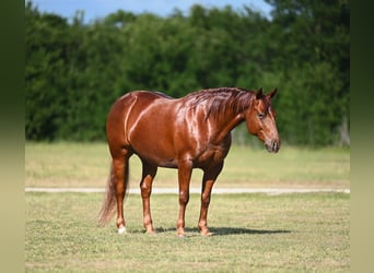 American Quarter Horse, Wallach, 6 Jahre, Rotfuchs