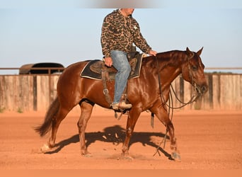 American Quarter Horse, Wallach, 6 Jahre, Rotfuchs