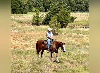 American Quarter Horse, Wallach, 6 Jahre, Rotfuchs