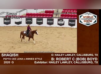 American Quarter Horse, Wallach, 6 Jahre, Rotfuchs