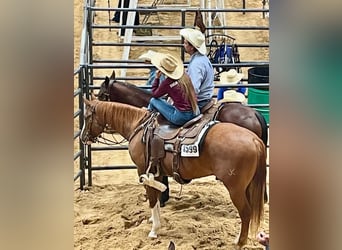 American Quarter Horse, Wallach, 6 Jahre, Rotfuchs
