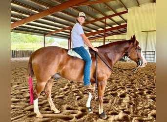 American Quarter Horse, Wallach, 6 Jahre, Rotfuchs