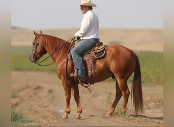American Quarter Horse, Wallach, 6 Jahre, Rotfuchs