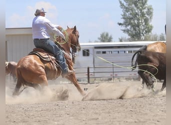 American Quarter Horse, Wallach, 6 Jahre, Rotfuchs