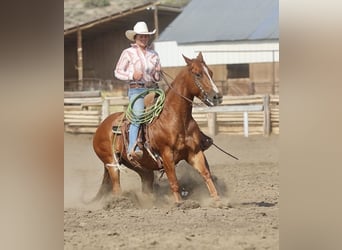 American Quarter Horse, Wallach, 6 Jahre, Rotfuchs