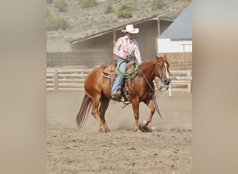 American Quarter Horse, Wallach, 6 Jahre, Rotfuchs