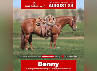 American Quarter Horse, Wallach, 6 Jahre, Rotfuchs