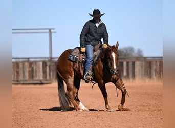 American Quarter Horse, Wallach, 6 Jahre, Rotfuchs