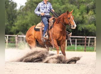 American Quarter Horse, Wallach, 6 Jahre, Rotfuchs
