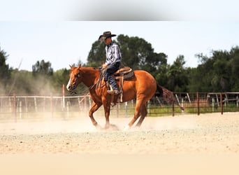 American Quarter Horse, Wallach, 6 Jahre, Rotfuchs
