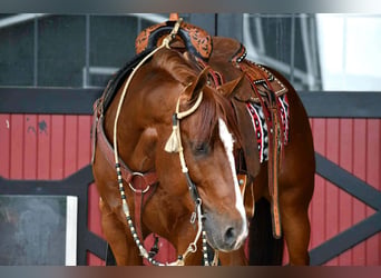 American Quarter Horse, Wallach, 6 Jahre, Rotfuchs