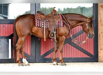 American Quarter Horse, Wallach, 6 Jahre, Rotfuchs