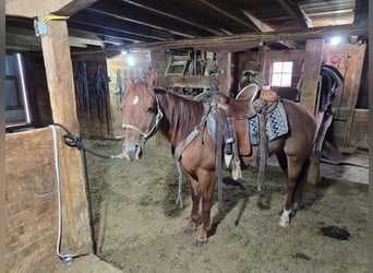American Quarter Horse, Wallach, 6 Jahre, Rotfuchs