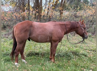 American Quarter Horse, Wallach, 6 Jahre, Rotfuchs