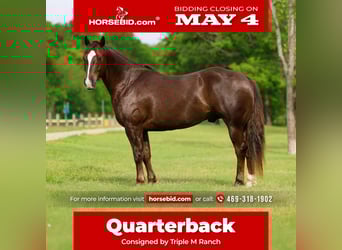 American Quarter Horse, Wallach, 6 Jahre, Rotfuchs