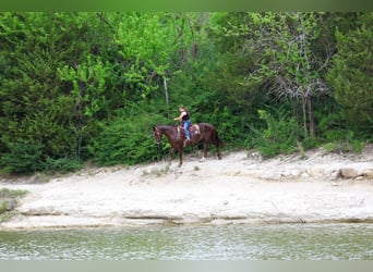 American Quarter Horse, Wallach, 6 Jahre, Rotfuchs