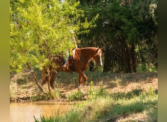 American Quarter Horse Mix, Wallach, 6 Jahre, Rotfuchs