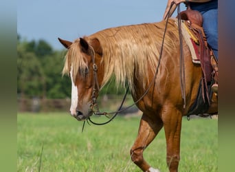 American Quarter Horse Mix, Wallach, 6 Jahre, Rotfuchs