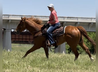 American Quarter Horse, Wallach, 6 Jahre, Rotfuchs