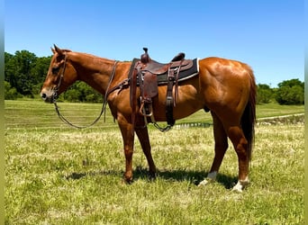 American Quarter Horse, Wallach, 6 Jahre, Rotfuchs