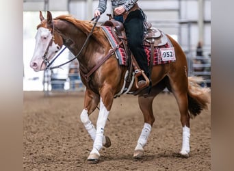 American Quarter Horse Mix, Wallach, 6 Jahre, Schecke