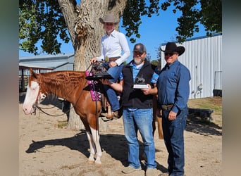 American Quarter Horse Mix, Wallach, 6 Jahre, Schecke