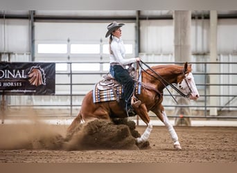American Quarter Horse Mix, Wallach, 6 Jahre, Schecke