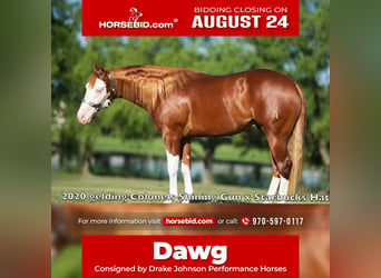 American Quarter Horse Mix, Wallach, 6 Jahre, Schecke