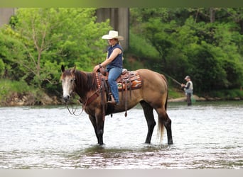 American Quarter Horse, Wallach, 6 Jahre, Schimmel
