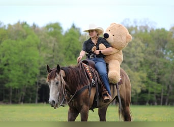 American Quarter Horse, Wallach, 6 Jahre, Schimmel