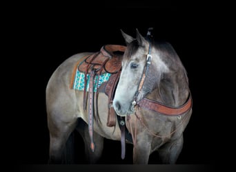 American Quarter Horse, Wallach, 6 Jahre, Schimmel