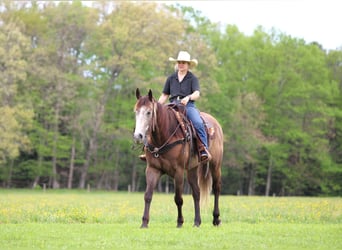 American Quarter Horse, Wallach, 6 Jahre, Schimmel