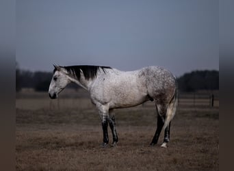 American Quarter Horse, Wallach, 6 Jahre, Schimmel