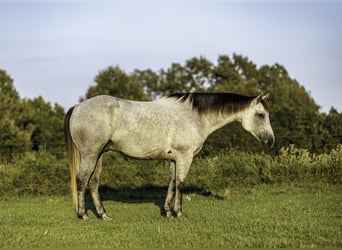 American Quarter Horse, Wallach, 6 Jahre, Schimmel