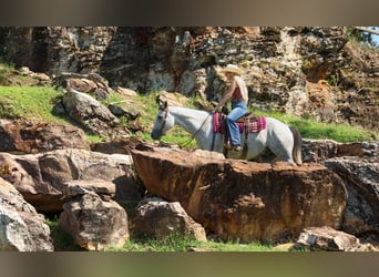 American Quarter Horse, Wallach, 6 Jahre, Schimmel