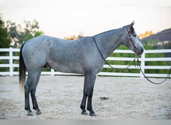 American Quarter Horse, Wallach, 6 Jahre, Schimmel