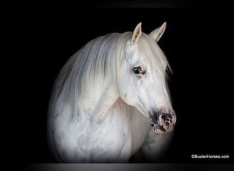 American Quarter Horse, Wallach, 6 Jahre, White
