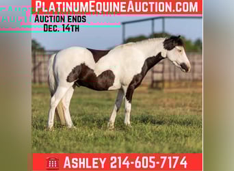 American Quarter Horse, Wallach, 7 Jahre, 109 cm, Tobiano-alle-Farben