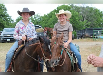 American Quarter Horse, Wallach, 7 Jahre, 124 cm, Dunkelfuchs