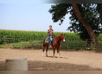 American Quarter Horse, Wallach, 7 Jahre, 137 cm, Dunkelfuchs