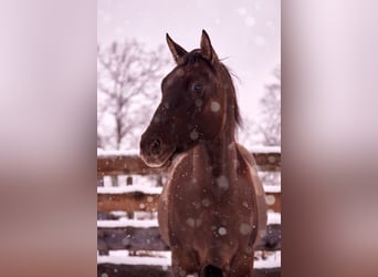 American Quarter Horse, Wallach, 7 Jahre, 140 cm, Grullo