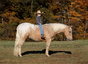 American Quarter Horse, Wallach, 7 Jahre, 140 cm, Palomino