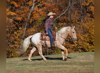 American Quarter Horse, Wallach, 7 Jahre, 140 cm, Palomino