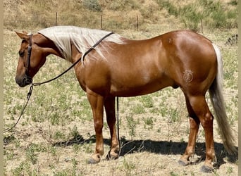 American Quarter Horse, Wallach, 7 Jahre, 140 cm, Palomino
