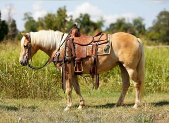 American Quarter Horse, Wallach, 7 Jahre, 140 cm, Palomino