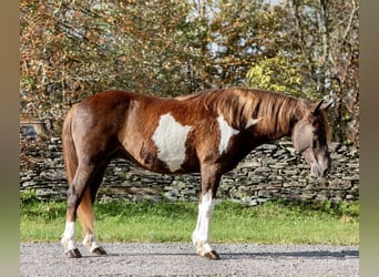 American Quarter Horse, Wallach, 7 Jahre, 140 cm, Tobiano-alle-Farben