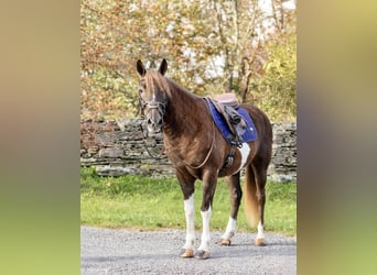 American Quarter Horse, Wallach, 7 Jahre, 140 cm, Tobiano-alle-Farben